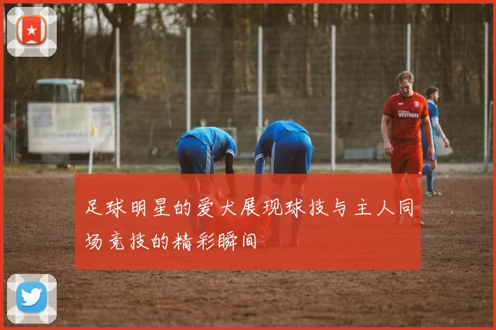 足球明星的爱犬展现球技与主人同场竞技的精彩瞬间